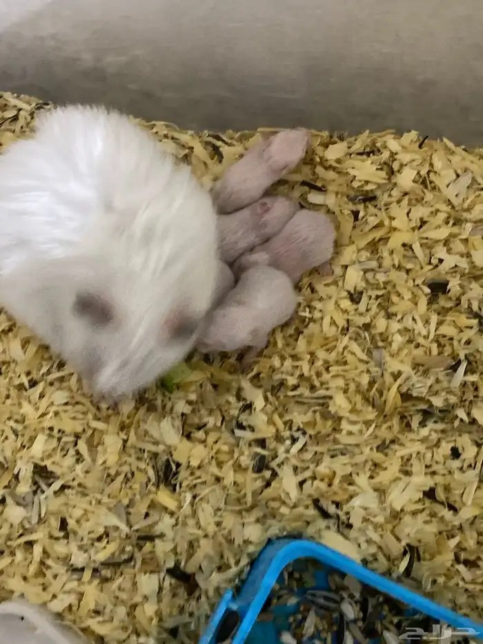 هامستر سوري مع 7 اطفاله للبيع 90 1