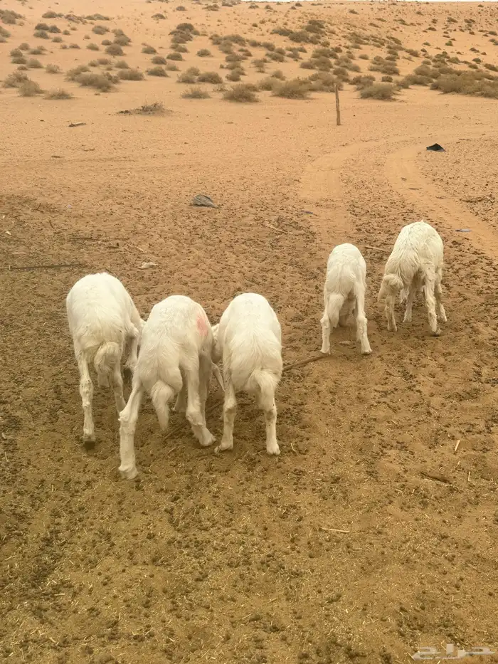 بهم حري خرفان 0