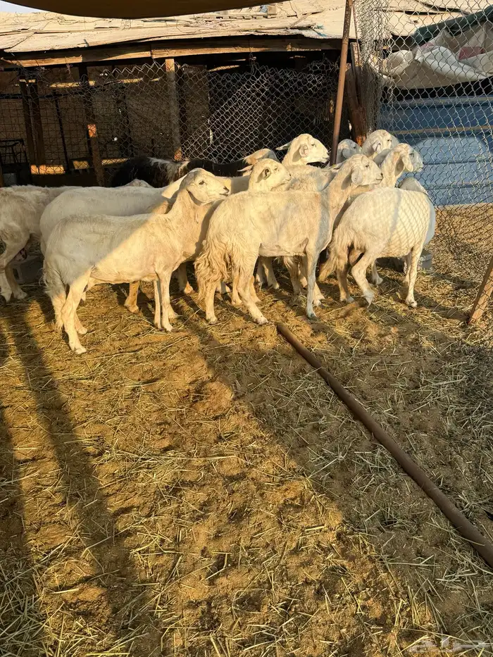 غنم حريات مع عيالها 2