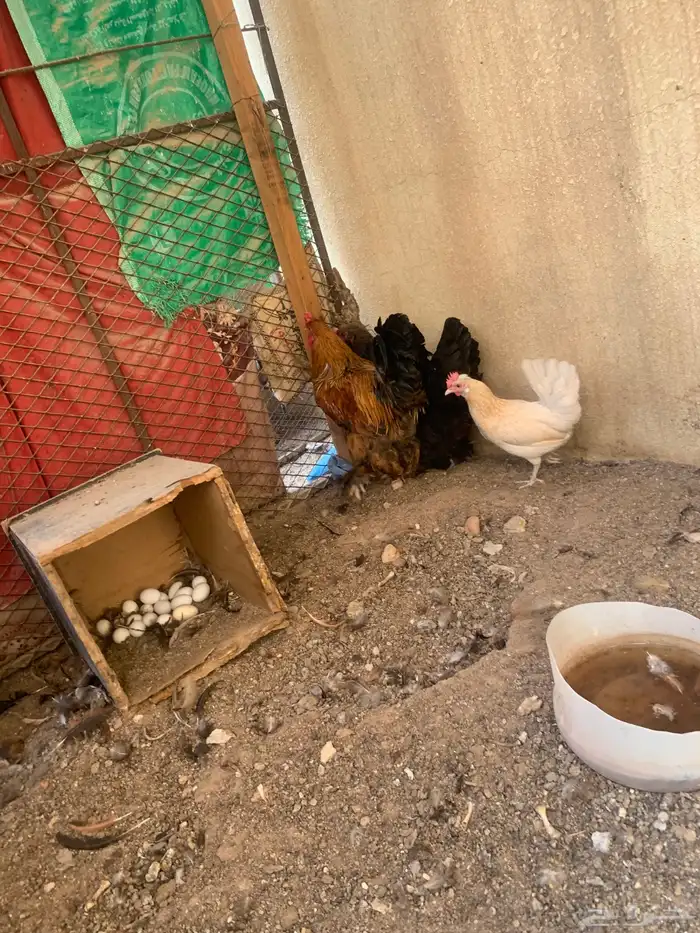 للبيع دجاج 2