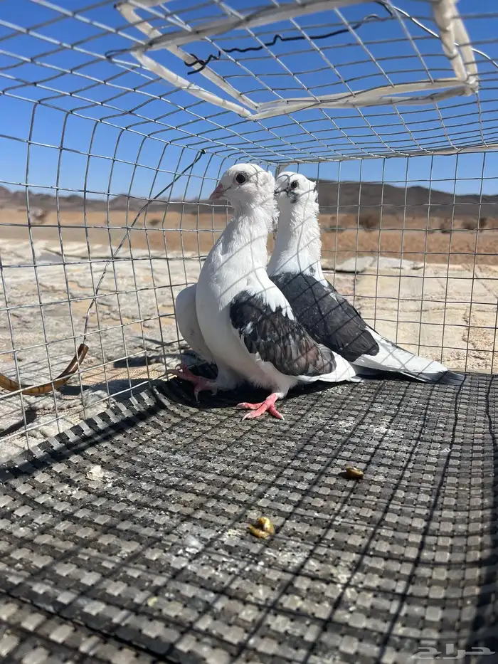 حمام للبيع 1