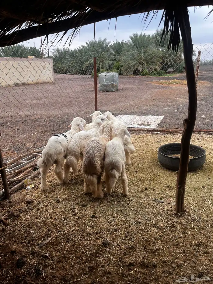 طليان للبيع 3