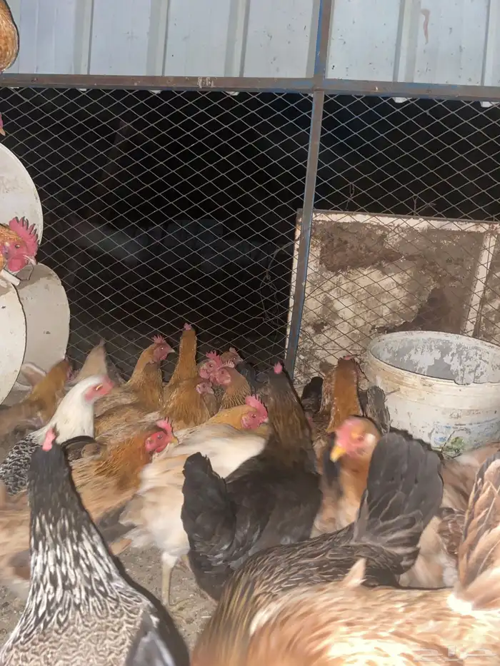 دجاج بلدي فواتح حمر 3