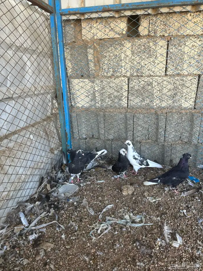 طبات قطايف 4