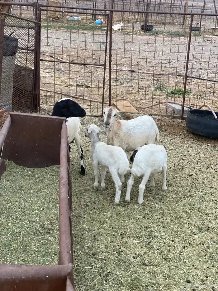 للبيع ضان رفيديات ولد 2