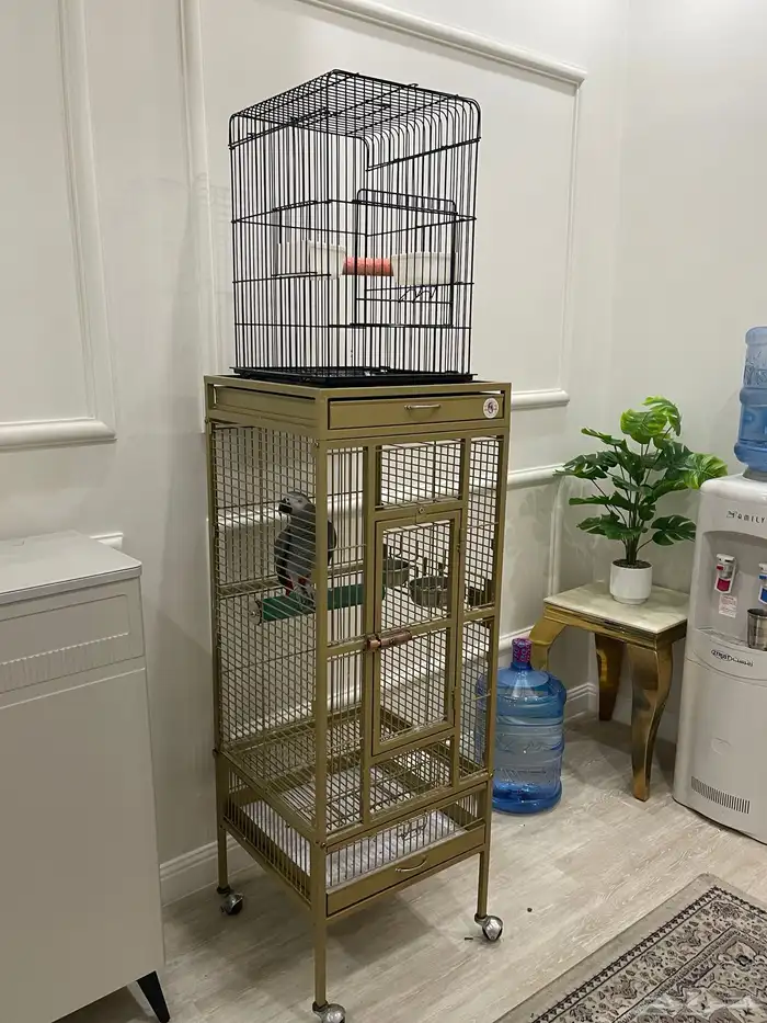 للبيع كاسيكو بالقفص 3