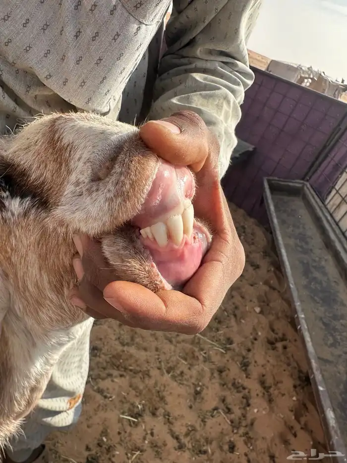 معزا مواليد للبيع 19