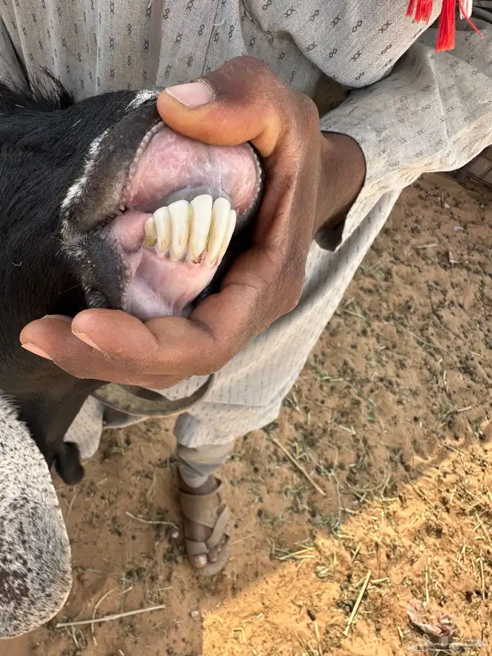 معزا مواليد للبيع 21