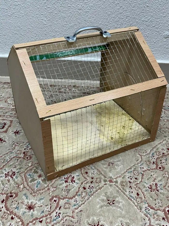 بط اصفر كتكوت زوجين 7