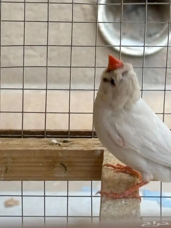 جوز زيبراء كرست 2