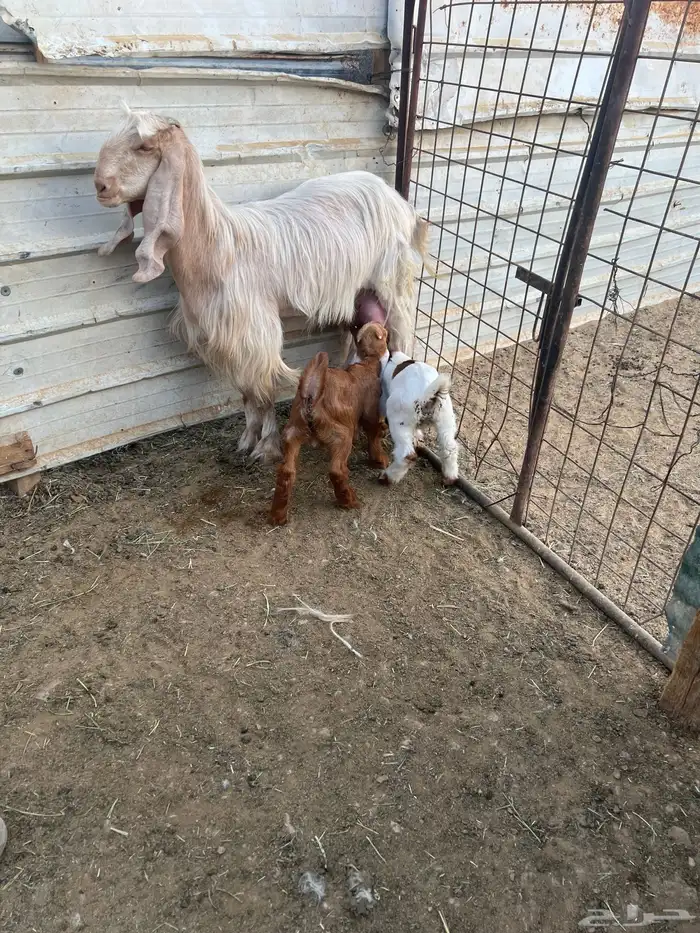 عنزين مشاريك متاومات 4