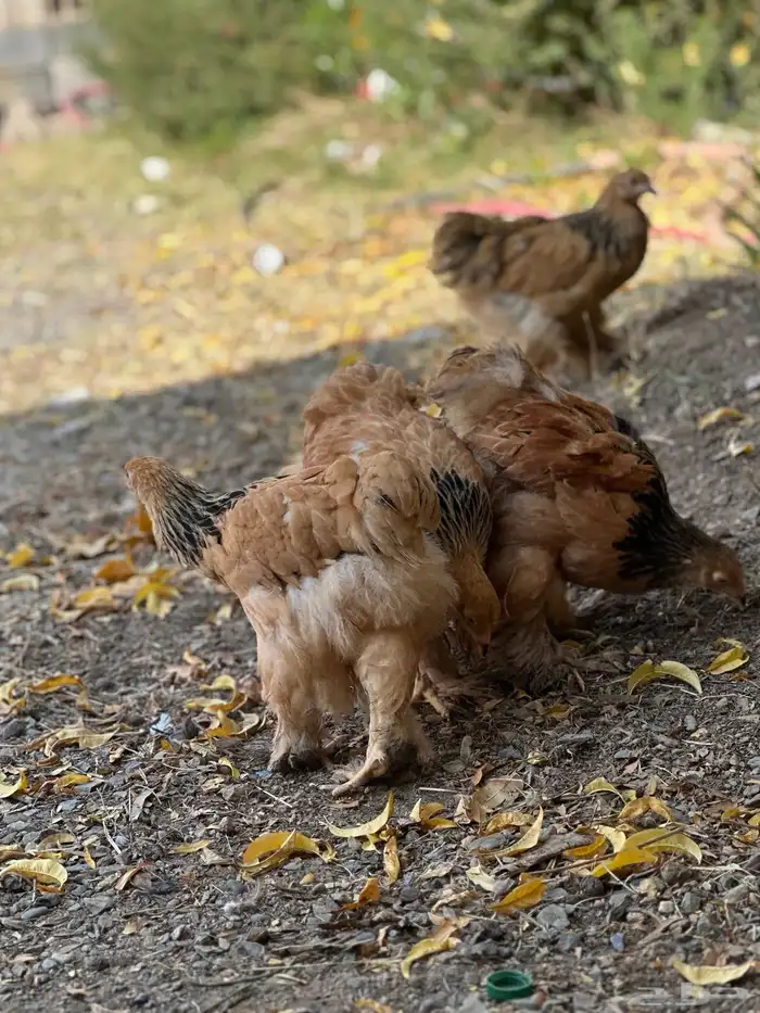 صوص براهما 44