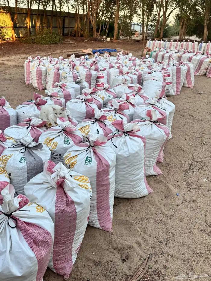 تمر نفيع جديد للمواشي 1