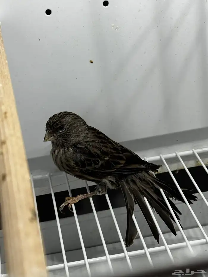 للبيع انثى اوربي جاهزه 4