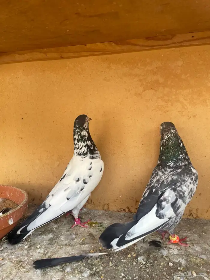 سهران بوري 2