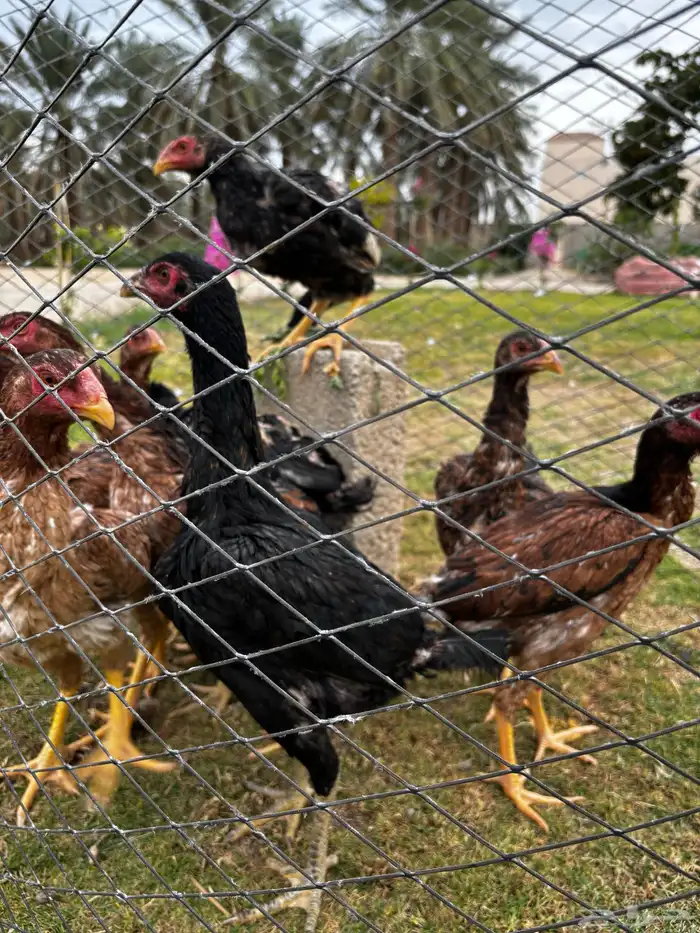 دجاج باكستاني 2