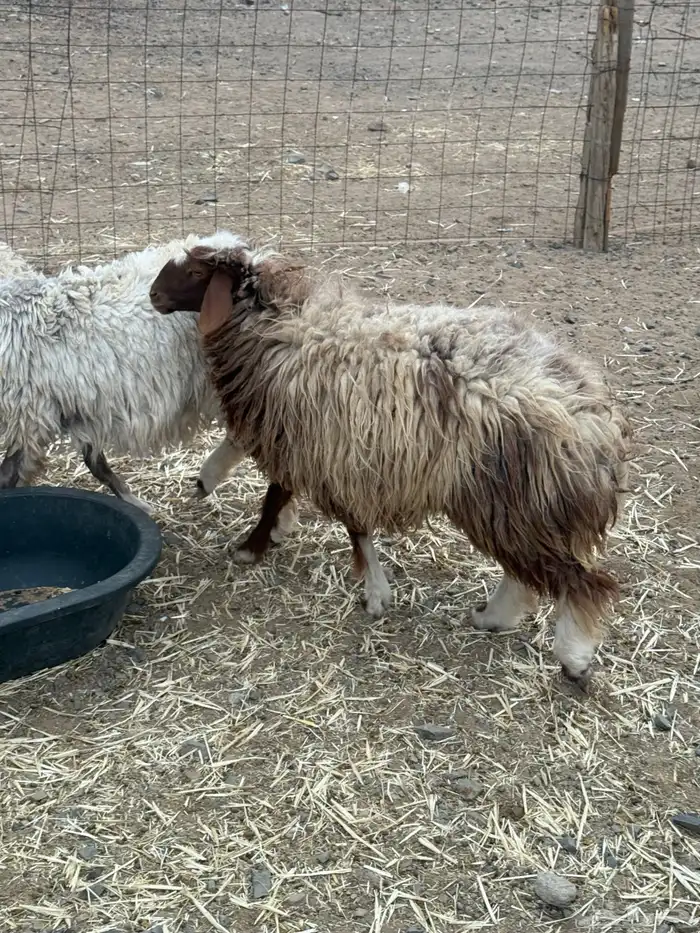 نعيميه جذعه لها سنه 0