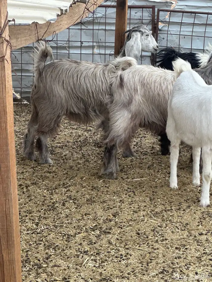 جفرات مقاني ولا ذبح طيبات 9