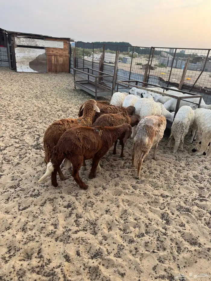 طليان سواكني مرابي فل الفل 5