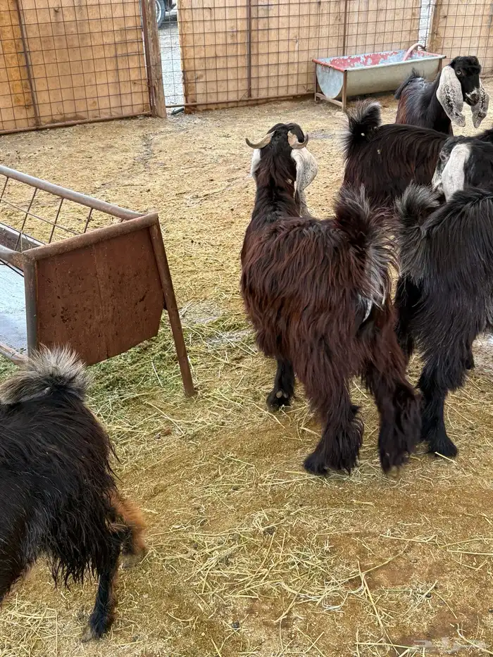 ذبائح مع خدمة الذبح والتوصيل 0