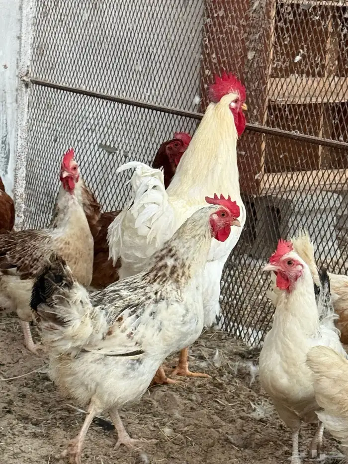 أطباق بيض دجاج (كوملبي-تركي-فرنسي-لوهمان) 9