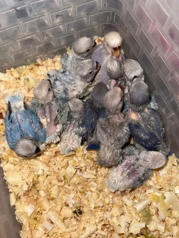 فروخ روز الحبه 80 ريال 0