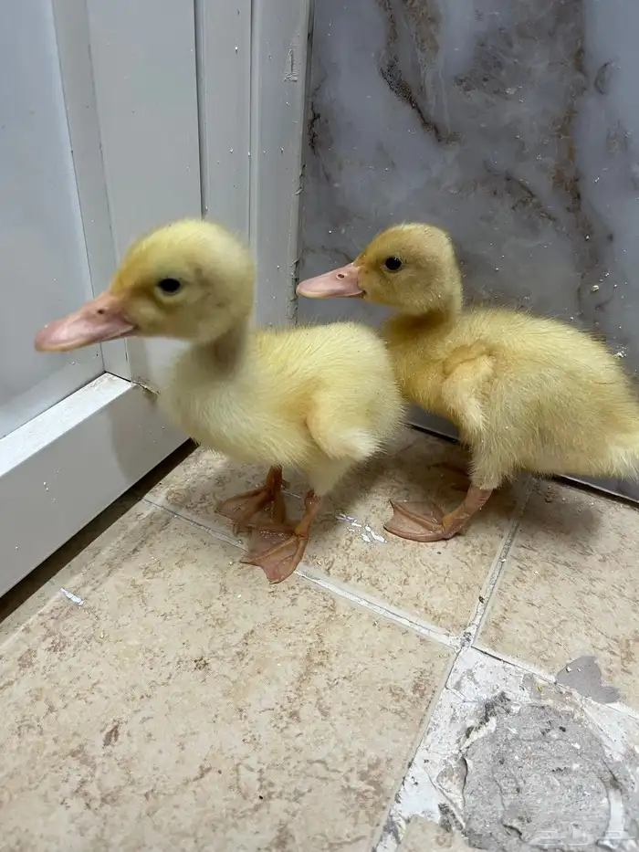 بط اصفر كتكوت زوجين 2