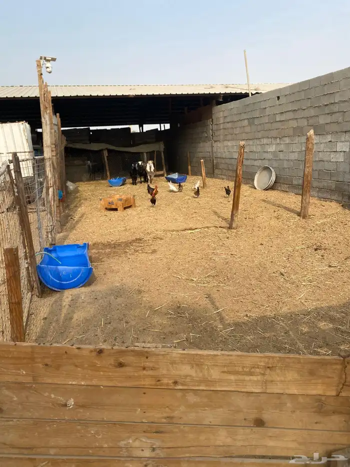 سوق الغنم نص حوش للايجار شهري 600 0