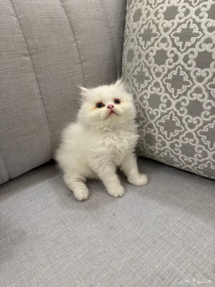 قطط شيرازي هاف بيكي 4