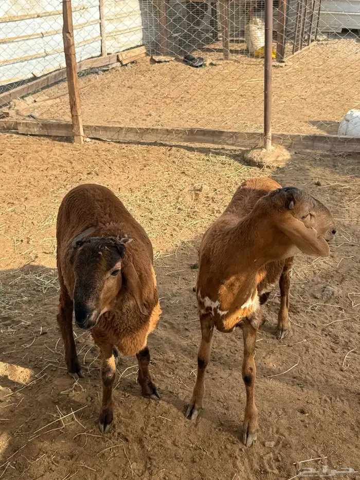 سواكن ذبايح 0