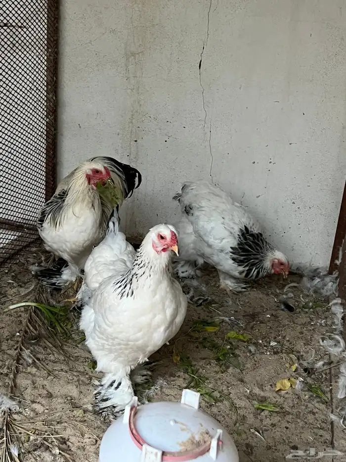 للبيع طقم براهما كولمبي اصلي دجاجتين مع ديك 3