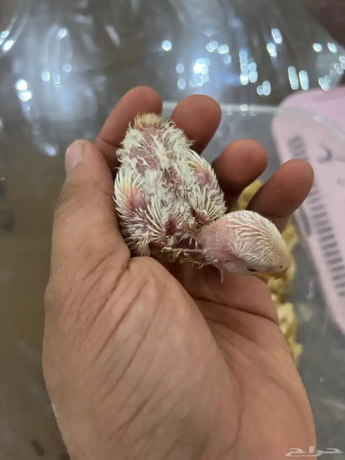 فروخ روز البينوا عيون حمر 2