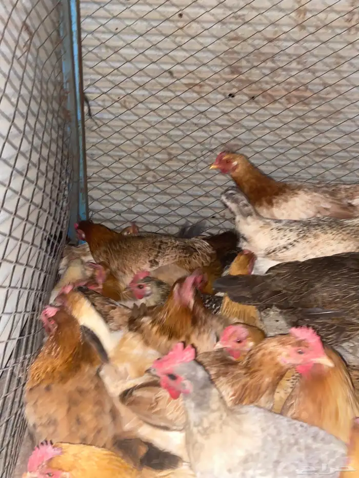 دجاج بلدي فواتح حمر 7