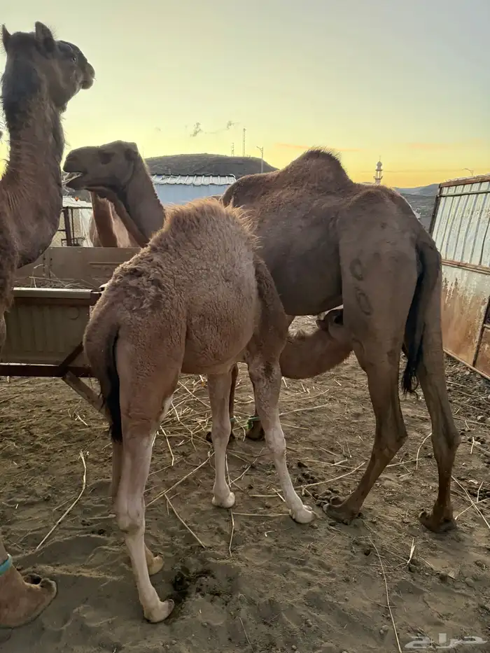 قعود على حليب امه 3