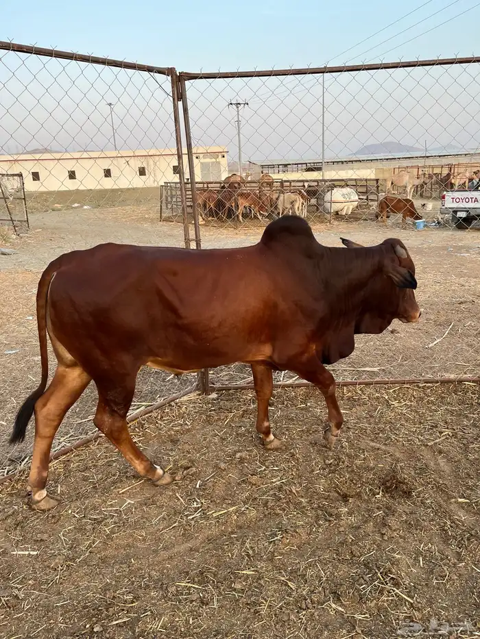 حسيل بلدي مغلق شحم 2