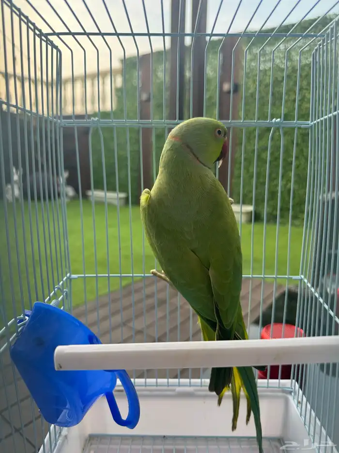 ذكر درة هندي 1