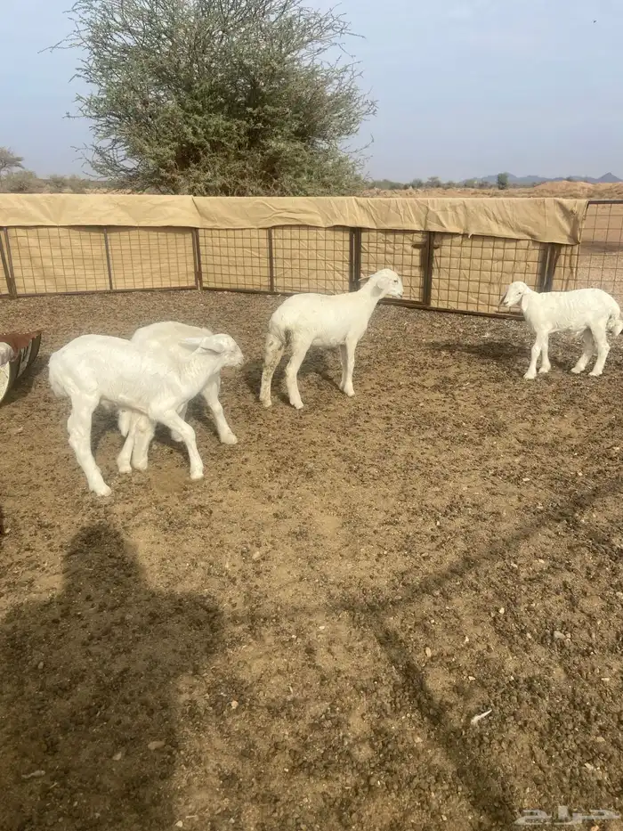 بهم ثلاثه خرفان ورخله عمره من شهرين 1