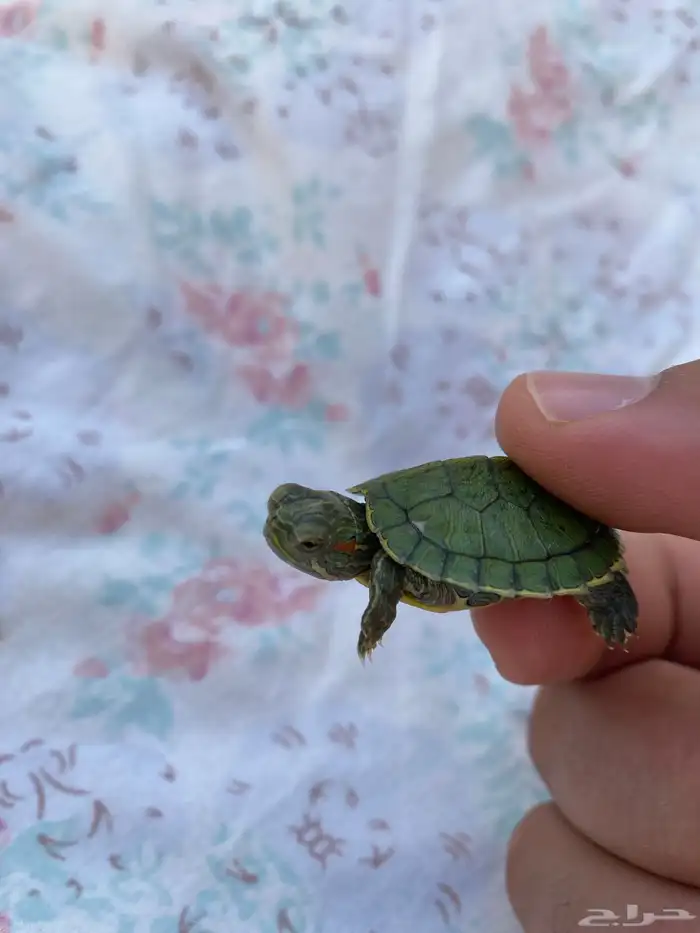 سلاحفف برمائية 0