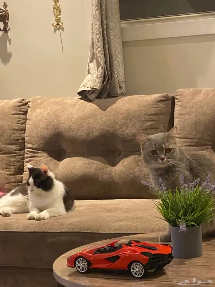 قطط للتبني 2