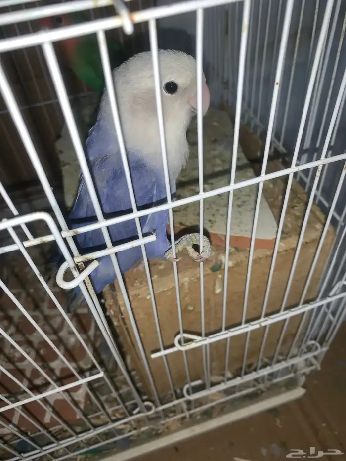 طيور روز للبيع مع القفص 0