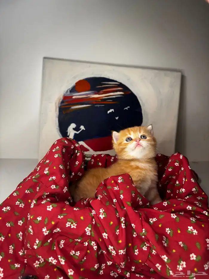 سكوتش فولد 3