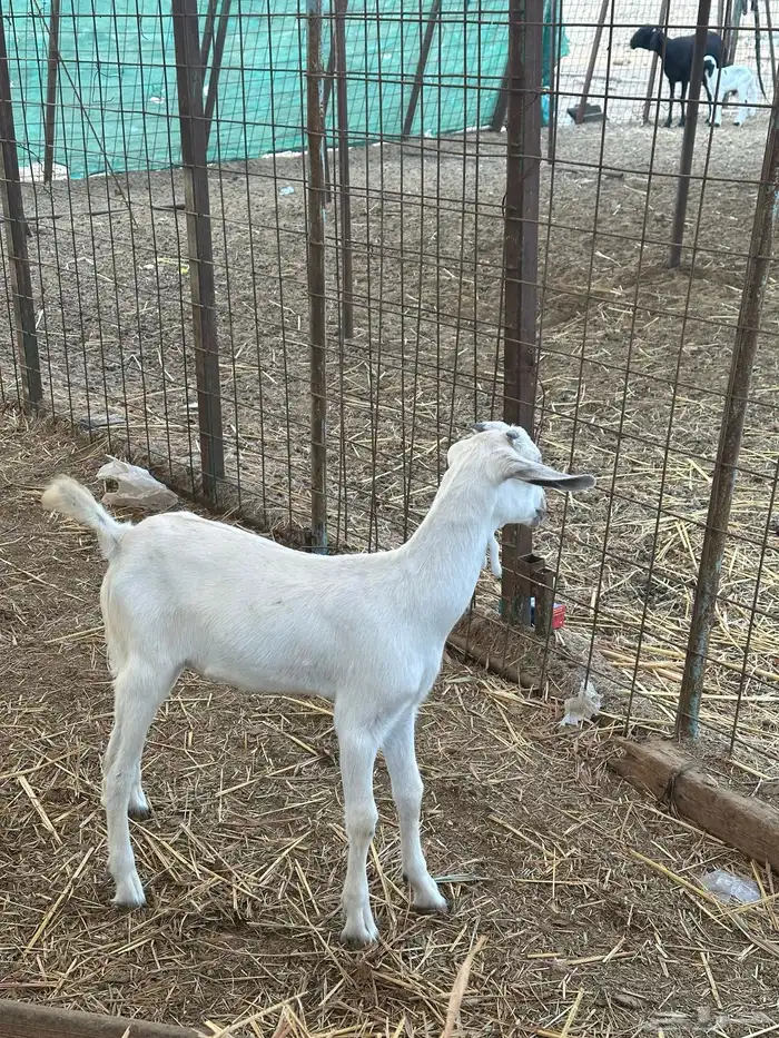 جفرة بيشية تربية أو ثلاجة 1