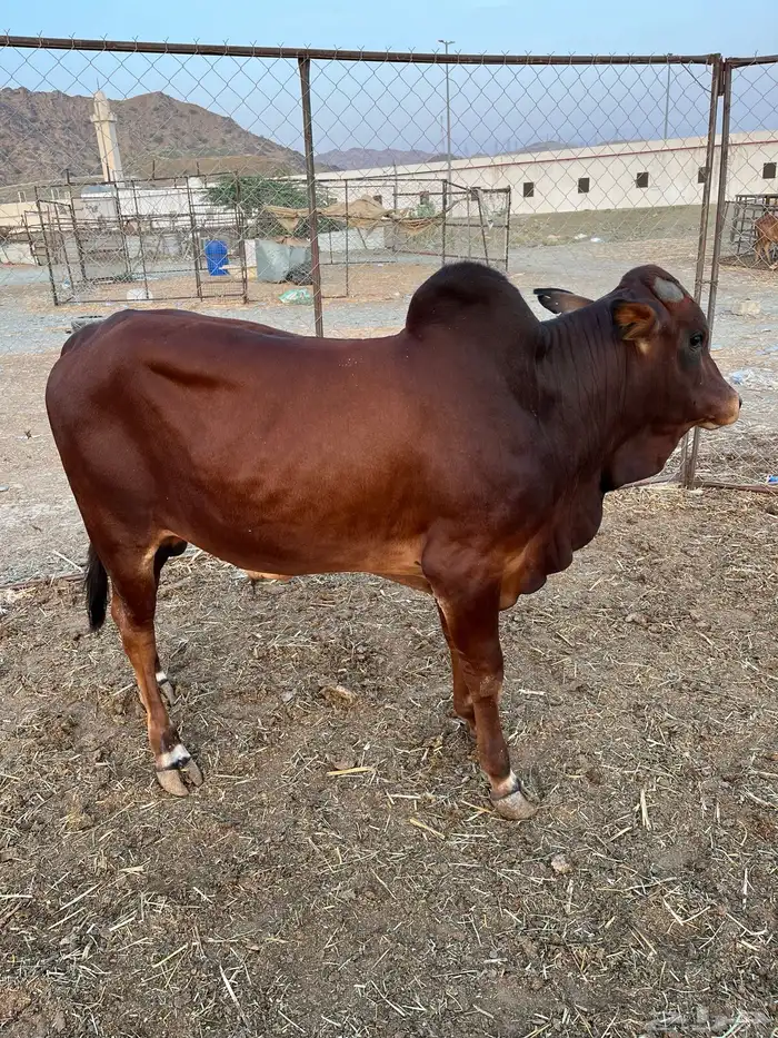 حسيل بلدي مغلق شحم 1