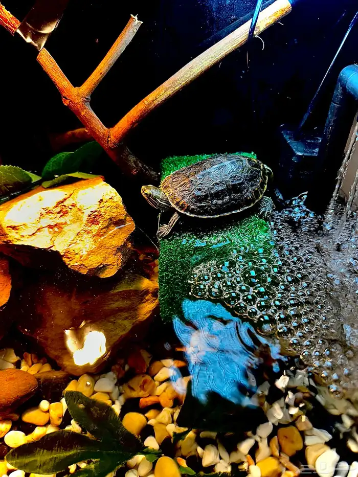 سلاحف برمائية 3