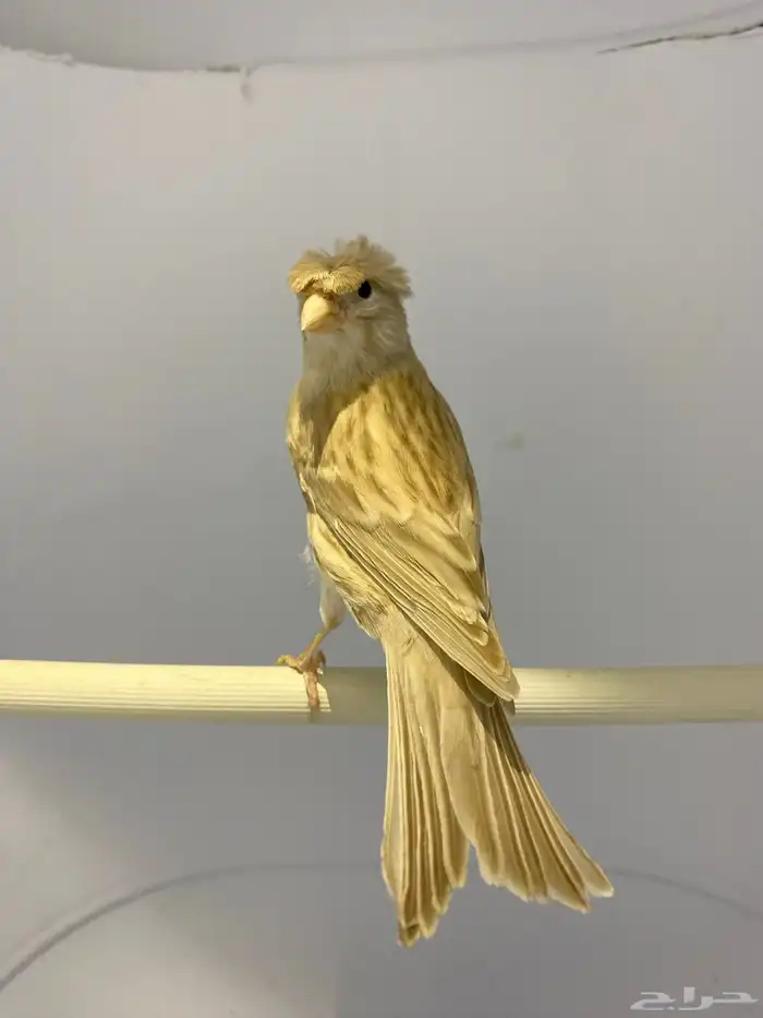 كناري إيزابيل 0