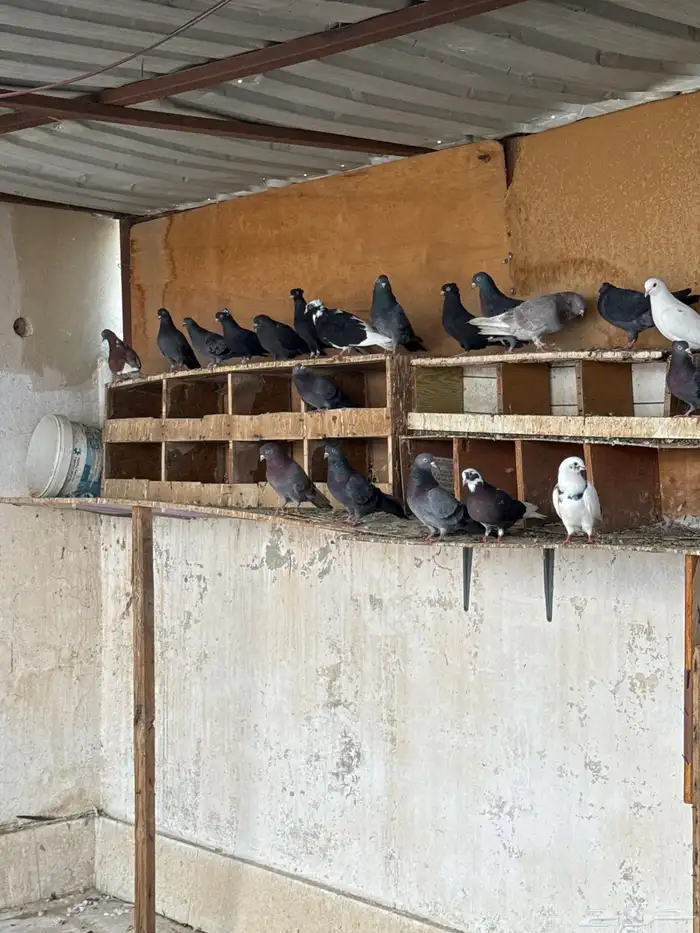 اجوز حمام قلابي 0