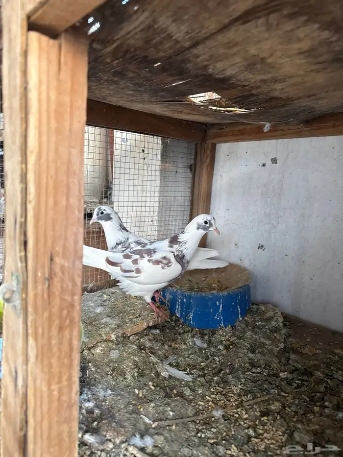 اجوز حمام قلابي 5