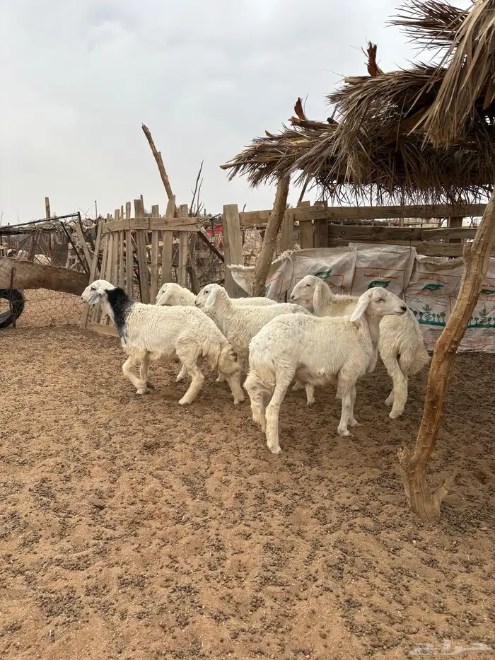 للبيع بهم حري 1