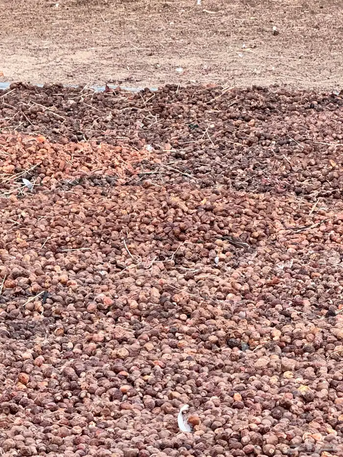 تمر نفيع جديد للمواشي 5