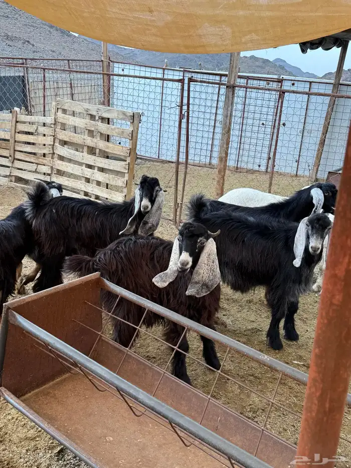 ذبائح مع خدمة الذبح والتوصيل 1